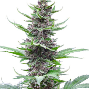 Tropicana Cookies Auto fem (FastBuds) семена конопли