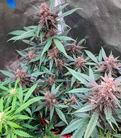 Blackberry Moonrocks Auto fem (AlphaFem Seeds) семена конопли — изображение 4
