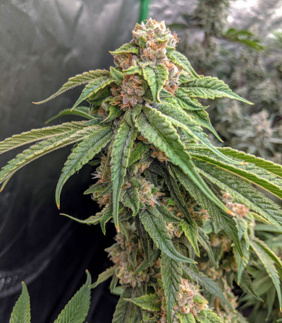 Delicious Cookies fem (Delicious Seeds) семена конопли — изображение 3
