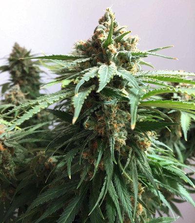 Delicious Cookies fem (Delicious Seeds) семена конопли — изображение 4