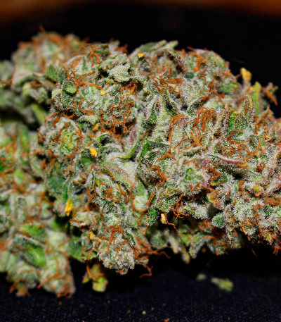 Durban Poison Auto fem (Humboldt Seed Company) семена конопли — изображение 6
