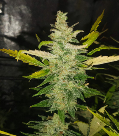 Gelato fem (Nirvana Seeds) семена конопли — изображение 3