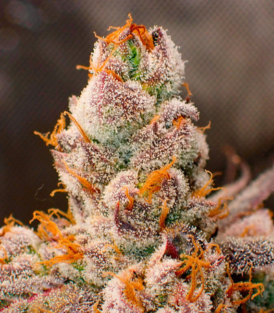 Jelly Donutz Auto fem (Humboldt Seed Company) семена конопли — изображение 3