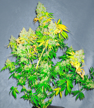 K-2 fem (Nirvana Seeds) семена конопли — изображение 3