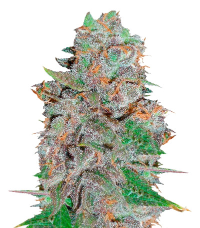 La Diva Auto fem (Delicious Seeds) семена конопли