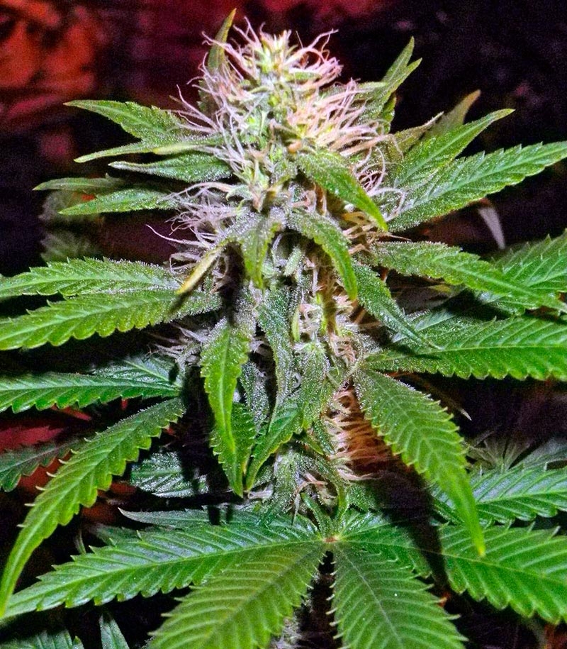 Magic Bud fem (Paradise Seeds) семена конопли — изображение 4