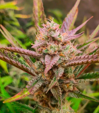 Papaya Zoap Auto fem (Sweet Seeds) семена конопли — изображение 6