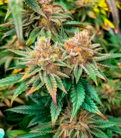 Pink Sunset Auto by Sherbinskis fem (Silent Seeds) семена конопли — изображение 3