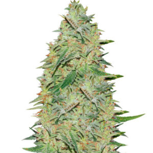 Gelato fem (Nirvana Seeds) семена конопли
