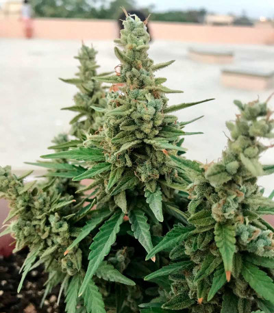 Super Lemon Haze Auto fem (GHS) семена конопли — изображение 5