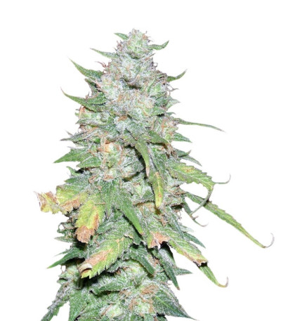 Medical Collection 8 fem (World of Seeds) семена конопли — изображение 5