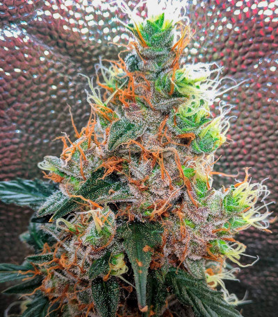 Apple Betty Auto fem (Herbies Seeds) семена конопли — изображение 4