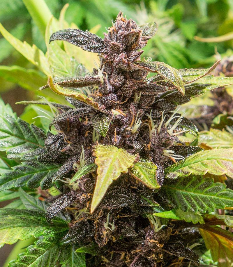 Auto Purple fem (Pyramid Seeds) семена конопли — изображение 6