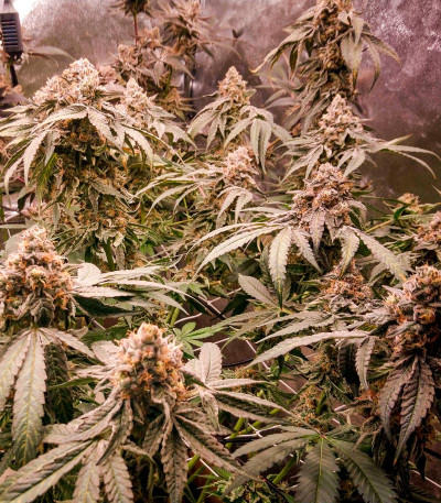 Mimosa Shot fem (Herbies Seeds) семена конопли — изображение 4