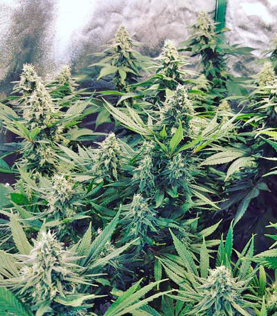 Strawberry Blue fem (World of Seeds) семена конопли — изображение 3