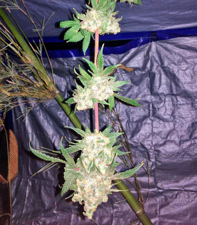 Strawberry Blue fem (World of Seeds) семена конопли — изображение 4