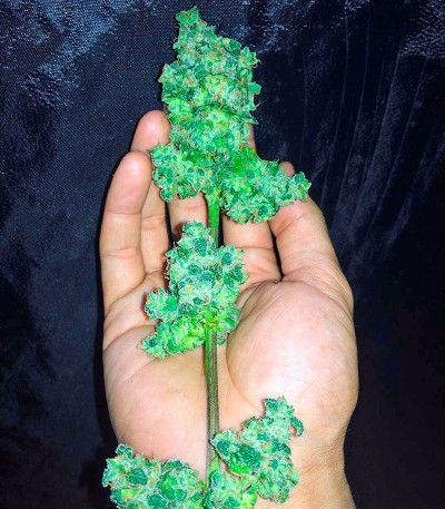 Strawberry Blue fem (World of Seeds) семена конопли — изображение 6