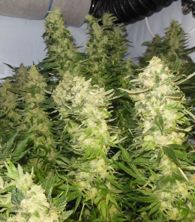 Mother Gorilla (Royal Madre) fem (RQS) семена конопли — изображение 3