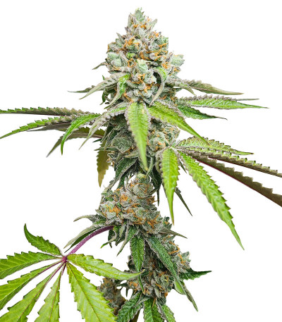 Triple G fem (RQS) семена конопли