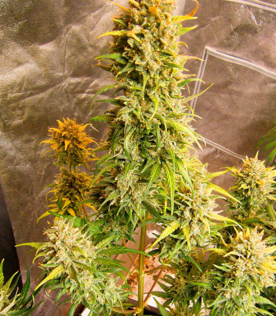 Critical XXL Auto fem (Herbies Seeds) семена конопли — изображение 5