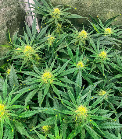 Critical XXL Auto fem (Herbies Seeds) семена конопли — изображение 7