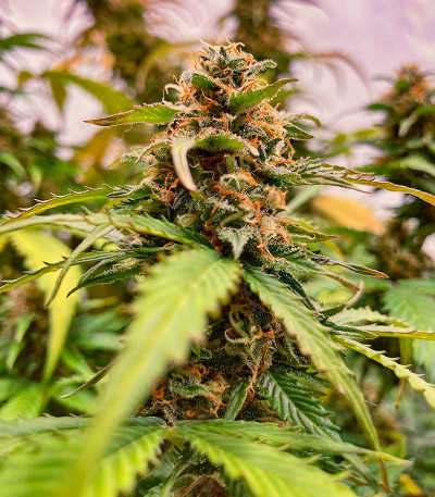 Northern Lights Auto fem (Herbies Seeds) семена конопли — изображение 4