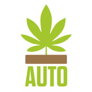 Автоцветы Индики