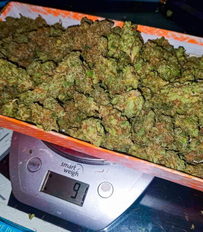 Ghost Chem OG Autoflower fem (Seedkeepers) семена конопли — изображение 9