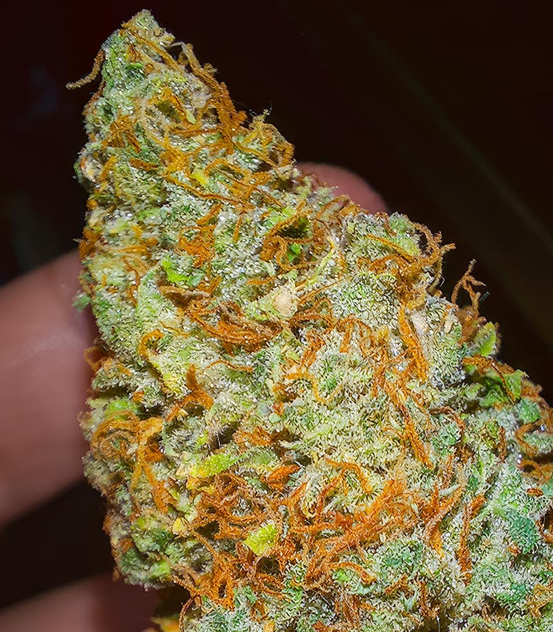 Sour Diesel Autoflower fem (Seedkeepers) семена конопли — изображение 4
