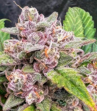 Guava Auto RF3 fem (FastBuds) семена конопли — изображение 5