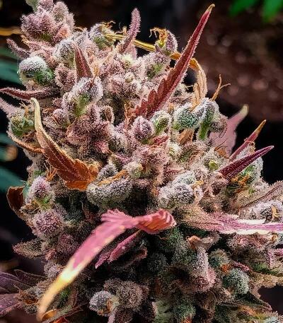 Guava Auto RF3 fem (FastBuds) семена конопли — изображение 6