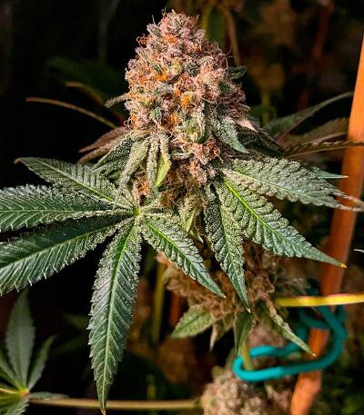 Punchberry Cookies RBX fem (Ethos Genetics) семена конопли — изображение 6