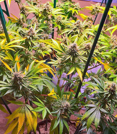The White Fire OG fem (Seedkeepers) семена конопли — изображение 4